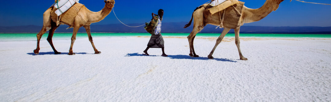 Djibouti. Région du Lac Assal. Novembre 2010. Caravane de dromadaires exploitant le sel du Lac.