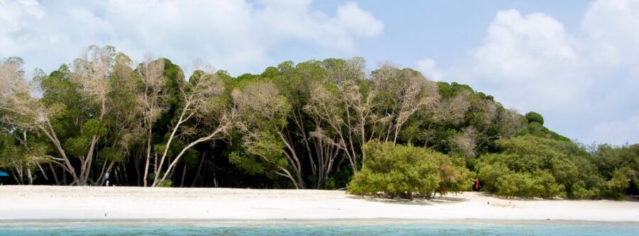 400555-iles-moucha-maskali-mangroves-sur-les-iles-musha